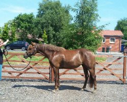 broodmare Fredens Carmine Kiss (German Riding Pony, 2015, from Petit Magic Moment)