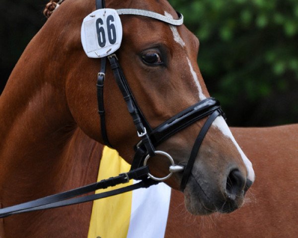 broodmare Fredens Ladybird (German Riding Pony, 2008, from White Gold B)