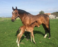 Zuchtstute Curly Sue VI CH (Schweizer Warmblut, 2000, von Corino)