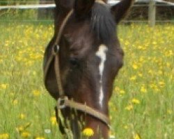 broodmare Kolibri (Swiss Warmblood, 1993, from Karacondo)