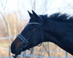 broodmare Lara (Hanoverian, 2008, from Lauries Crusador xx)