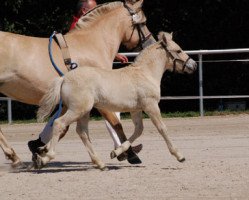 horse Calimero (Fjord Horse, 2015, from Tornhøjs Canut)