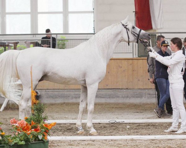 stallion Sutari (Shagya Arabian, 1994, from Balios)