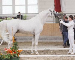 stallion Sutari (Shagya Arabian, 1994, from Balios)