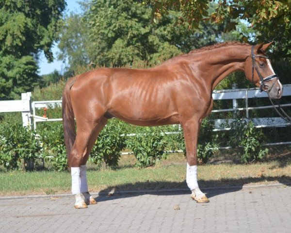 dressage horse Wallach von Sezuan (Hanoverian, 2014, from Sezuan)