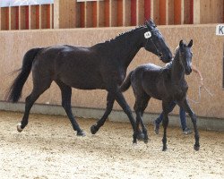 Zuchtstute Diaraya CH (Schweizer Warmblut, 2015, von Diarado)