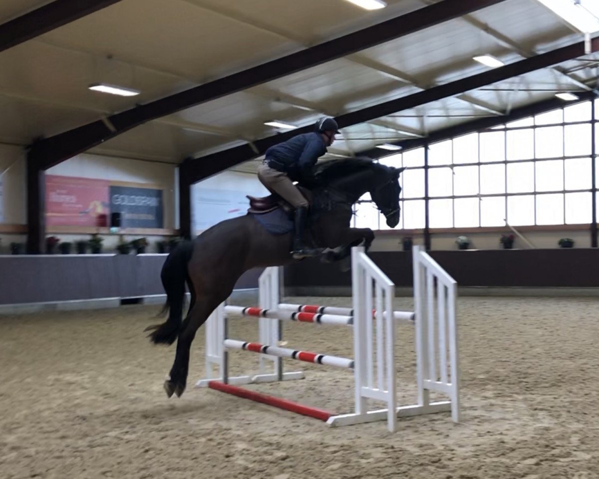 Springpferd Perfect Pie (Westfale, 2015, von Pilothago Dxb)