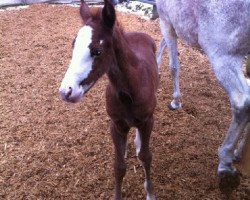 jumper For Windy (Swiss Warmblood, 2013, from For Pleasure)