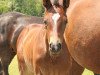 Springpferd Dacapo Von Waldegg CH (Schweizer Warmblut, 2013, von Don Index)