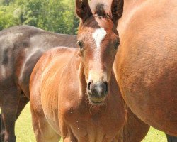 jumper Dacapo Von Waldegg CH (Swiss Warmblood, 2013, from Don Index)