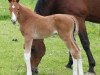 dressage horse Descara Von Waldegg CH (Swiss Warmblood, 2014, from Dancier)