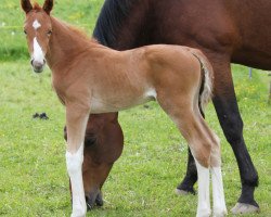 Dressurpferd Descara Von Waldegg CH (Schweizer Warmblut, 2014, von Dancier)