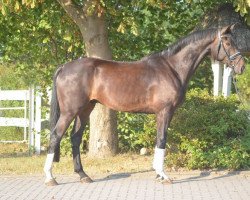 jumper Wallach von Cador (Hanoverian, 2014, from Cador 5)