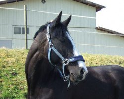 Zuchtstute Leilani ZS (Schweizer Warmblut, 2010, von Landjuweel St Hubert)