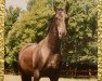 broodmare Simone (Hanoverian, 1976, from Sendbote)