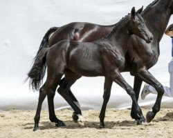 jumper Camacho Cb (Swiss Warmblood, 2016, from Cordess 2)