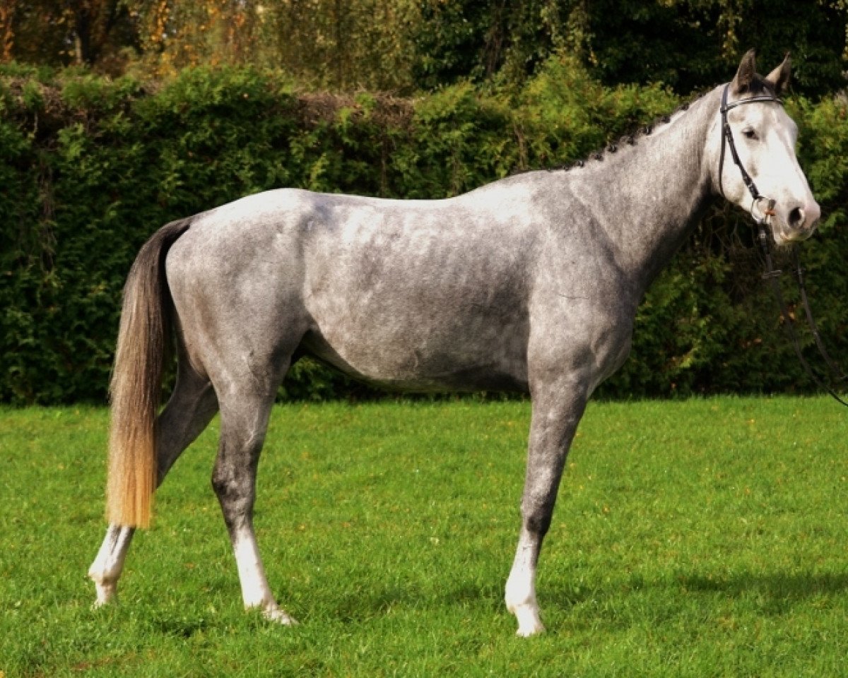 Springpferd Seranos Mb CH (Schweizer Warmblut, 2014, von Cordess 2)