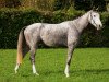 Springpferd Seranos Mb CH (Schweizer Warmblut, 2014, von Cordess 2)