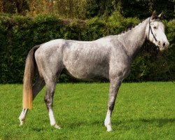 jumper Seranos Mb CH (Schweizer Warmblut, 2014, from Cordess 2)