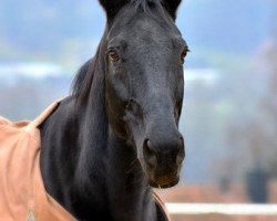 Zuchtstute Di Chiara Nilaya CH (Schweizer Warmblut, 2001, von Don Corleone)