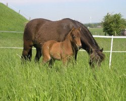 broodmare Liv MK (German Classic Pony, 2018, from Janosch vom Taubergrund)