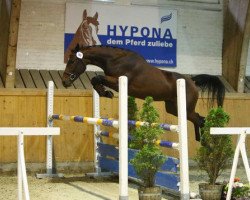 horse Soraya MB CH (Schweizer Warmblut, 2010, from Chameur)