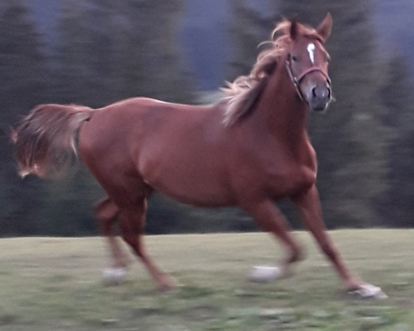 broodmare Ghimera (Russian Trakehner, 2016, from Weresk)