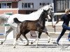 jumper Kanlouna (Oldenburg show jumper, 2018, from Kanndarco)