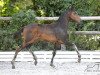 dressage horse Famarant (Hanoverian, 2018, from Fürstenball)