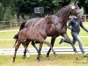 dressage horse Fürst Sandro (Oldenburg, 2018, from Fürstenball)