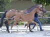 dressage horse Vito Rubin (Oldenburg, 2018, from Vitalis)