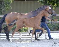 dressage horse Vito Rubin (Oldenburg, 2018, from Vitalis)