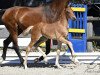 dressage horse Fine Primero (Oldenburg, 2018, from Feinrich)