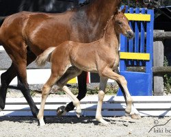 Dressurpferd Fine Primero (Oldenburger, 2018, von Feinrich)