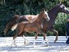 dressage horse Fountina (Oldenburg, 2018, from Foundation 2)