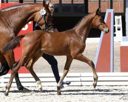 jumper Balou Uno (Holsteiner, 2018, from Balou du Rouet)