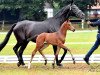 dressage horse Fürstin Secret (Hanoverian, 2018, from Fürst Romancier)