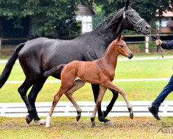 dressage horse Fürstin Secret (Hanoverian, 2018, from Fürst Romancier)