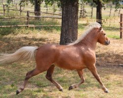 stallion Janosch vom Taubergrund (German Classic Pony, 2014, from Jasper)