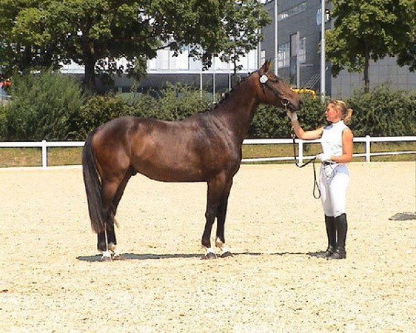 Pferd Sanjo MB CH (Schweizer Warmblut, 2007, von Le Grand Lord)