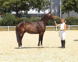 horse Sanjo MB CH (Schweizer Warmblut, 2007, from Le Grand Lord)