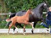 broodmare Vitalora (Hanoverian, 2018, from Vitalis)