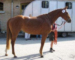 Zuchtstute Symphonie's Sunshine CH (Schweizer Warmblut, 2005, von GB Escondido)