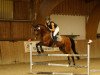 jumper Corazon 36 (German Riding Pony, 2006, from Mac Namara)