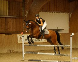 jumper Corazon 36 (German Riding Pony, 2006, from Mac Namara)