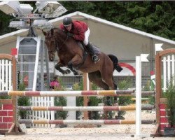 horse Salvya CH (Schweizer Warmblut, 2001, from Le Grand Lord)