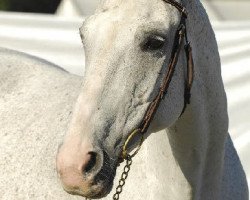 broodmare Symphonie (Rhinelander, 1989, from Sirius)