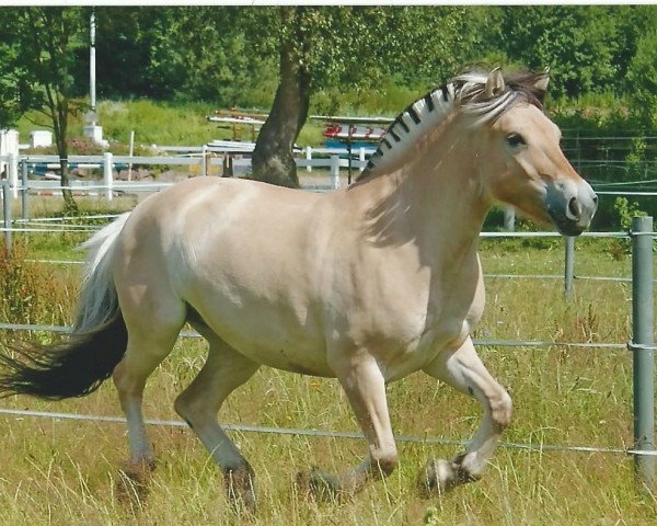 broodmare July 39 (Fjord Horse, 2004, from Malino)