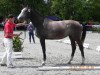 broodmare Shiny MB CH (Swiss Warmblood, 2008, from Le Grand Lord)