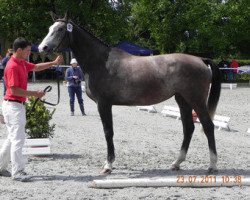 Zuchtstute Shiny MB CH (Schweizer Warmblut, 2008, von Le Grand Lord)